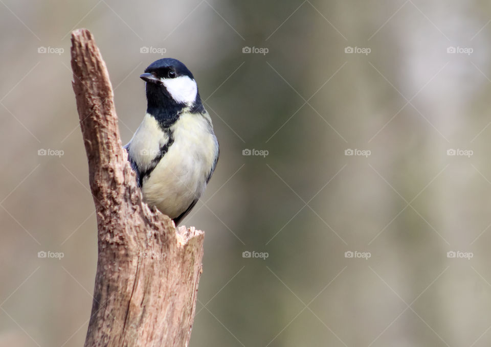 Great Tit on a branch