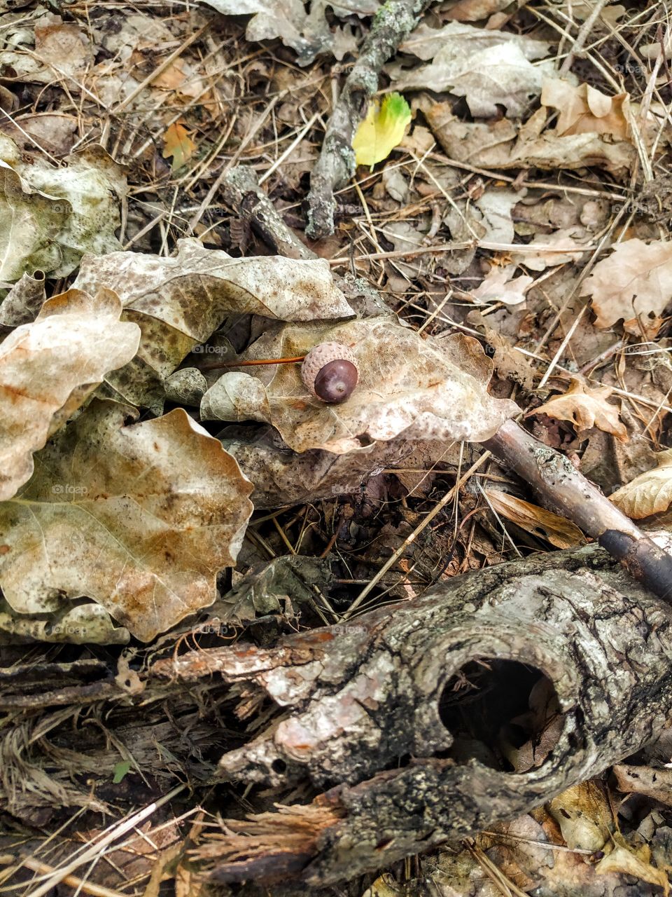 An acorn on the leaves
