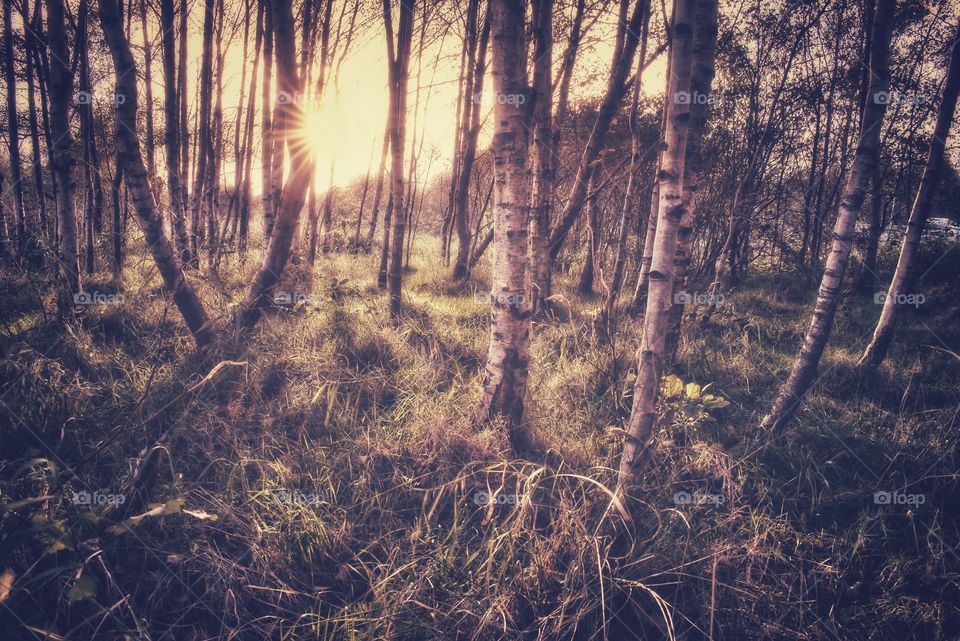 Sunset in the birch forest