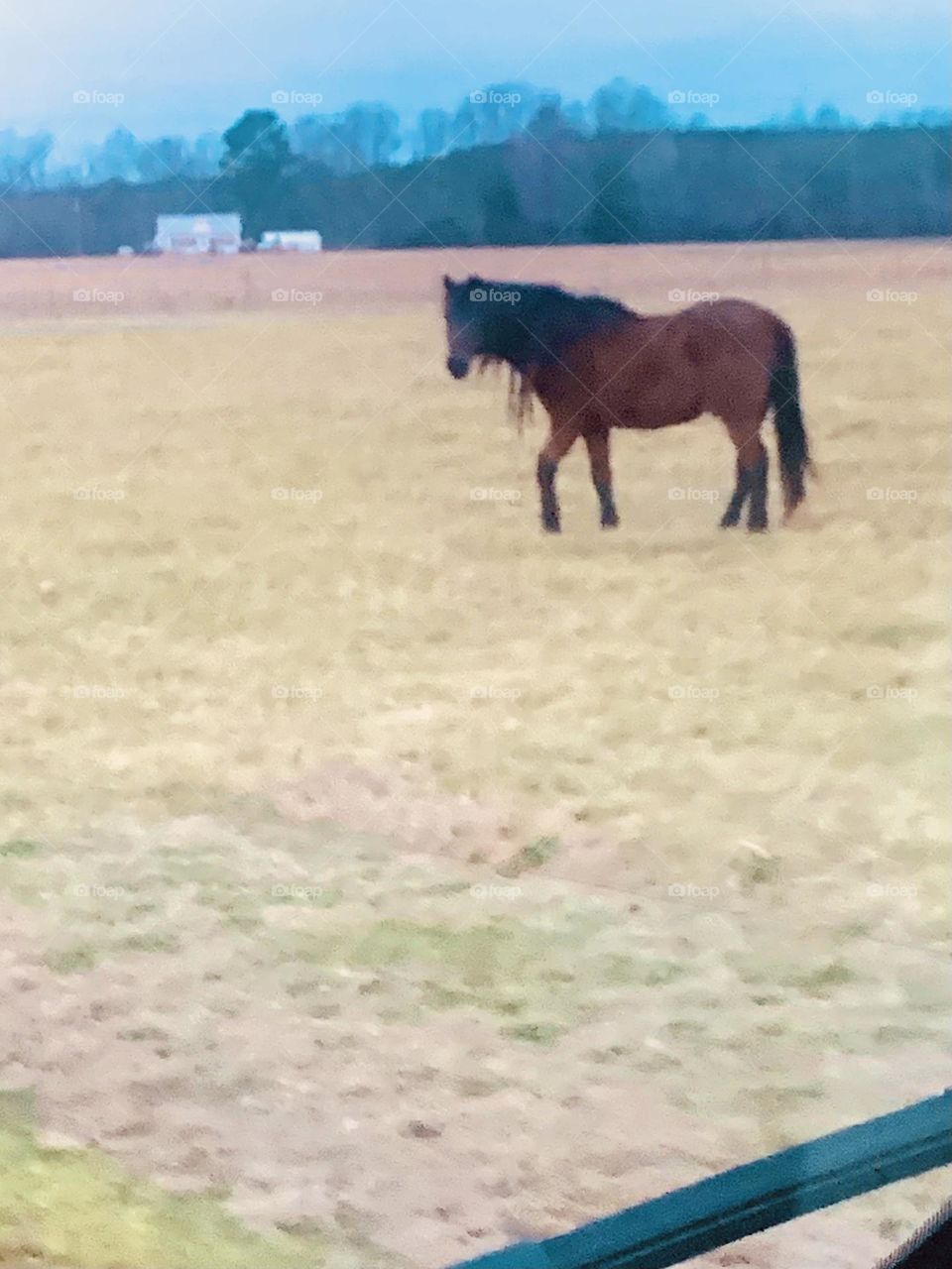 Horse farm 