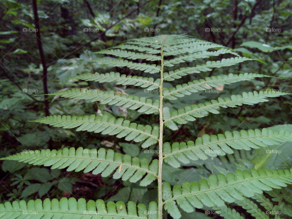 Fern in the forest