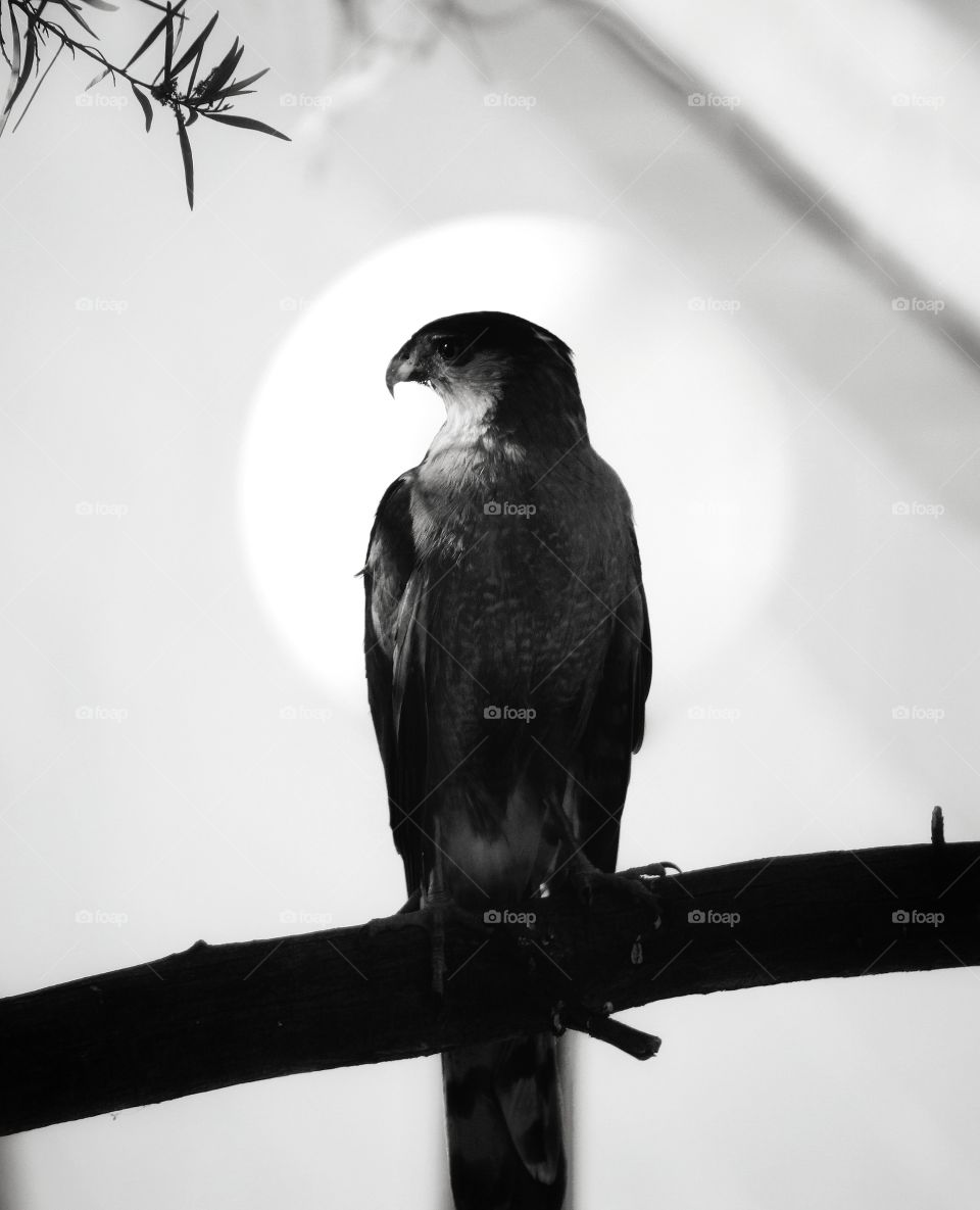 beautiful cooper's hawk in a black and white photo - eyes of predator