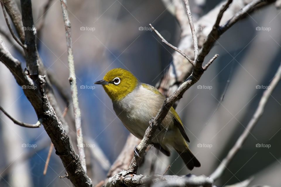 silvereye or wax-eye in the wild in a tree