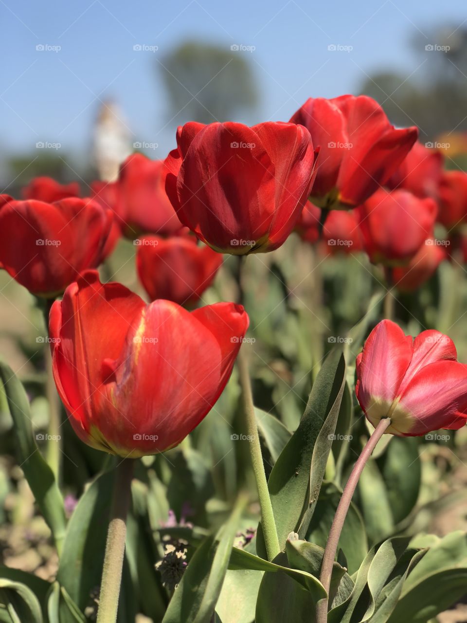 Red Tulips 🌷