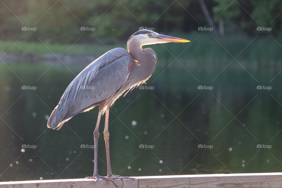 Blue Herron sitting on pier by pond 