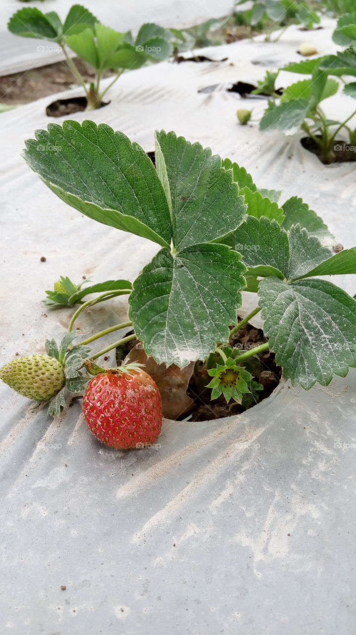 Strawberry with vulcanic dust. The eruption of sinabung mountain cost suffering for the farmers around. I took this picture when I traveled there.