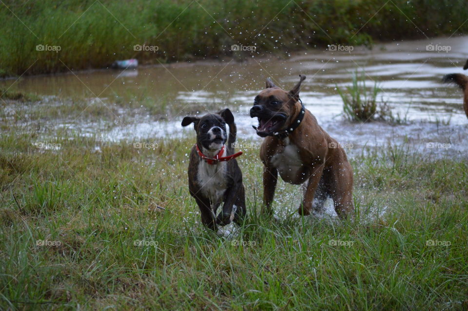 brindle & fawn boxer cousins playing