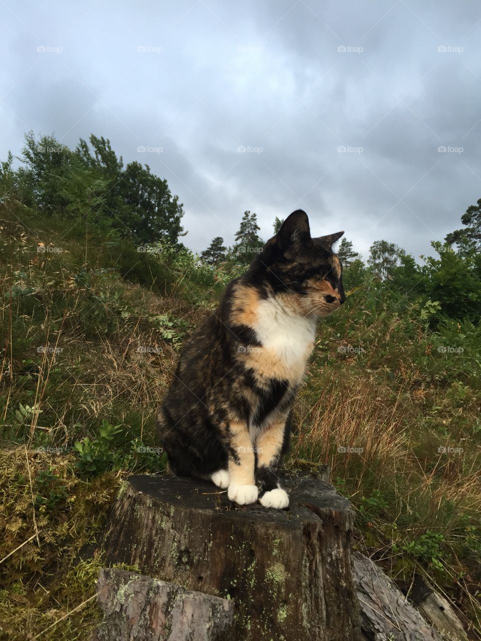 Cat on stump 