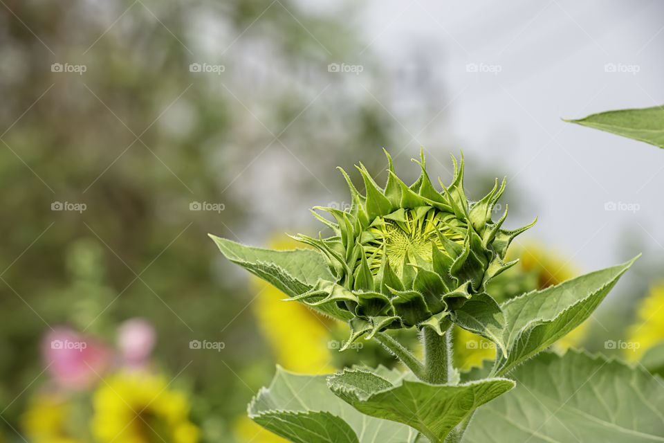 Sunflowers or Helianthus annuus in garden.