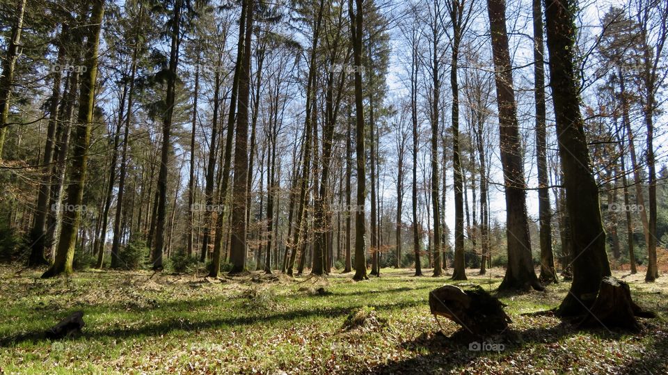 Swiss Forest 