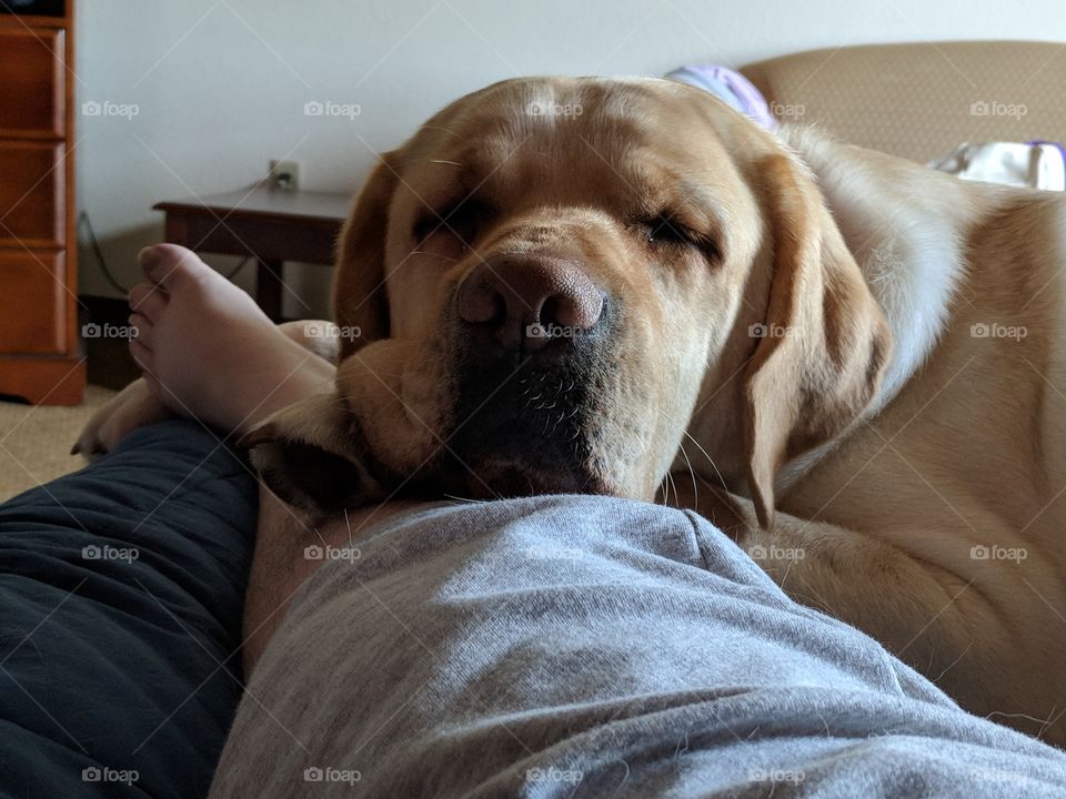 Service Dog Checking On Partner