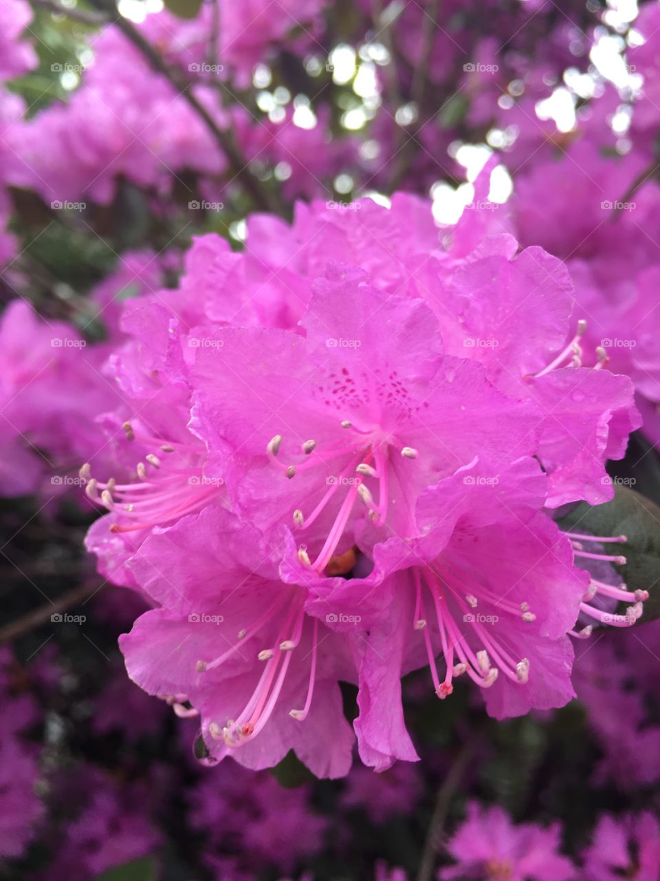 Pink flower