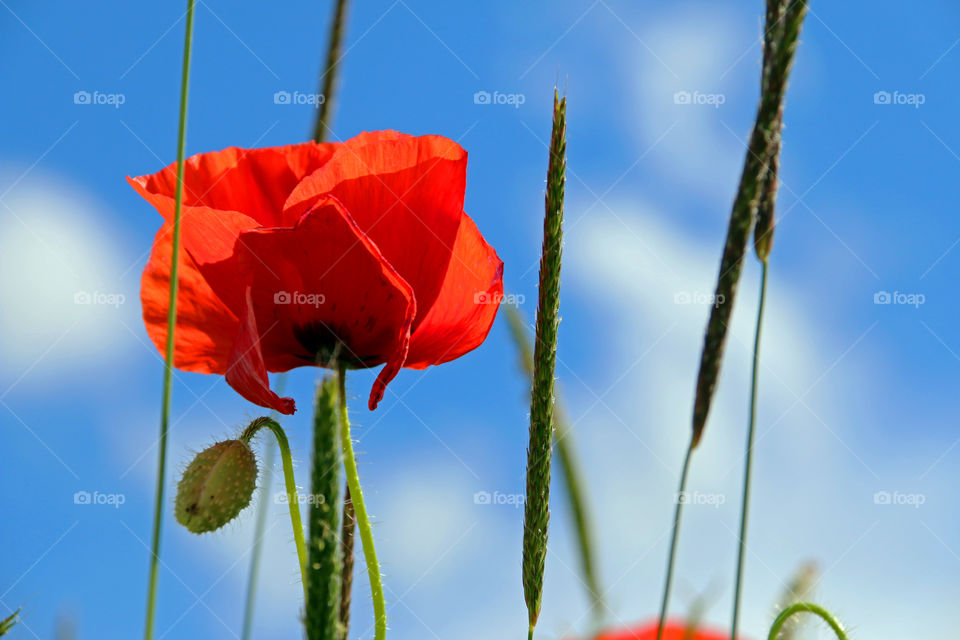 Red Poppy against Blue Sky