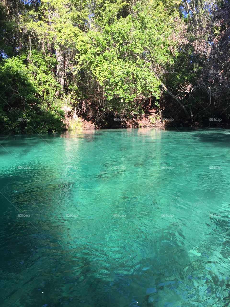 Clearest water in Florida