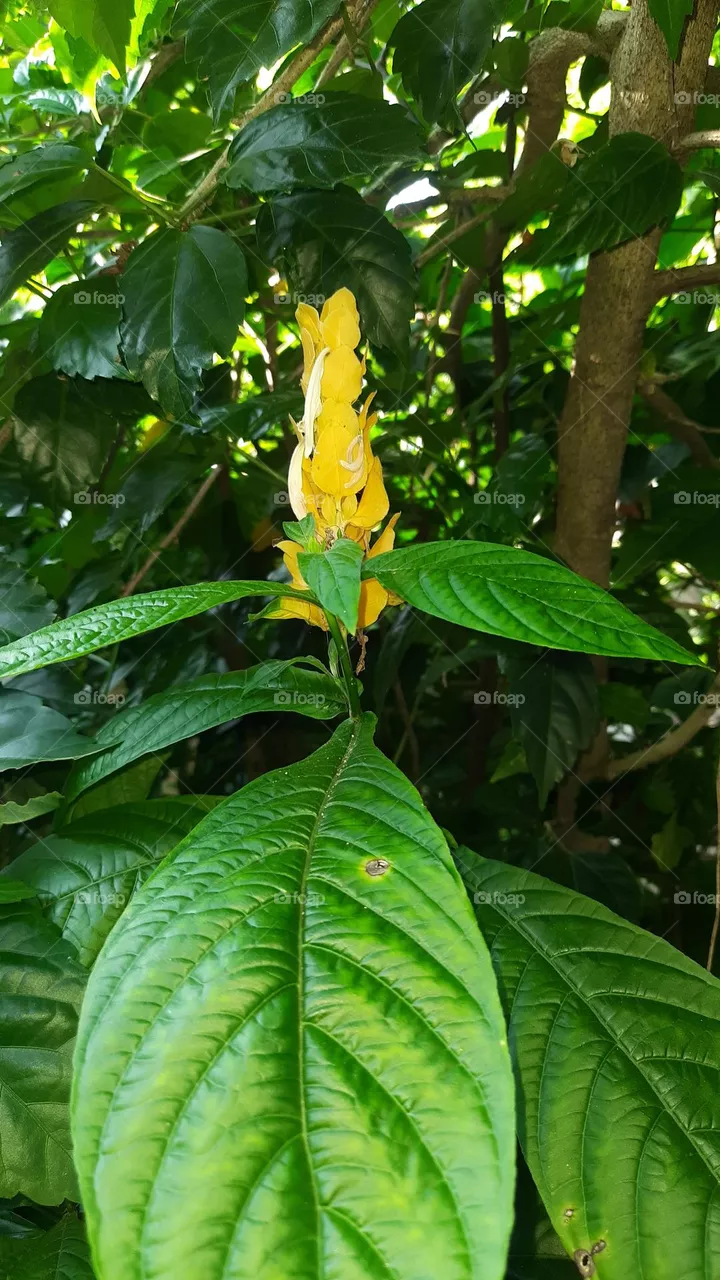 Yellow Flower