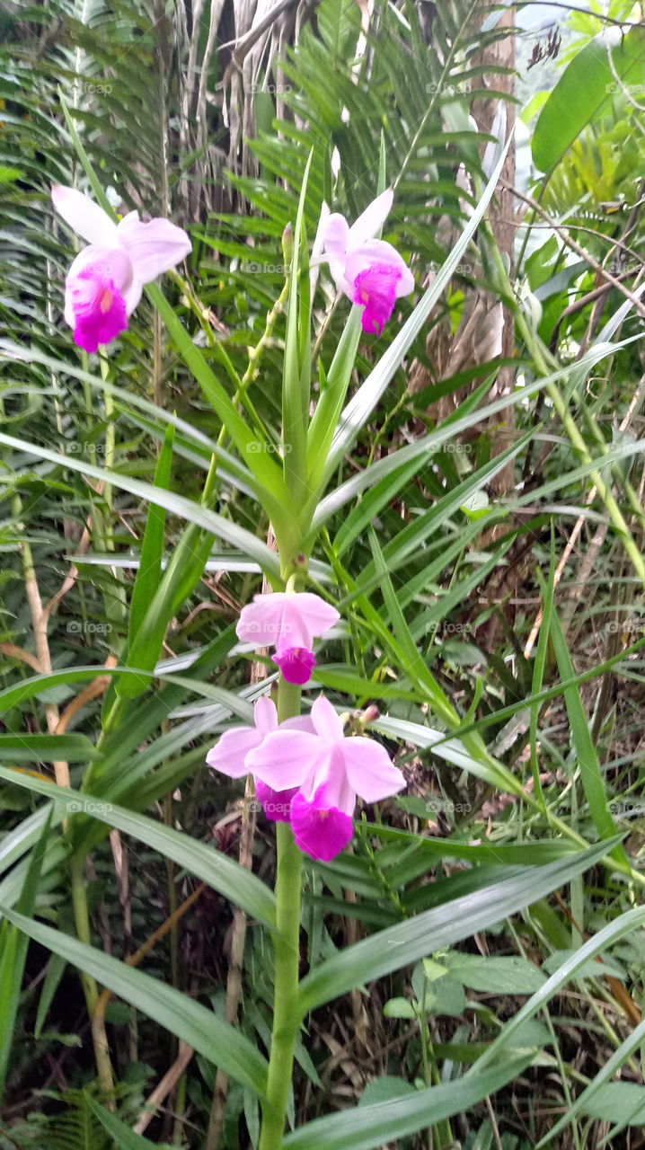 ORQUÍDEA DA TERRA