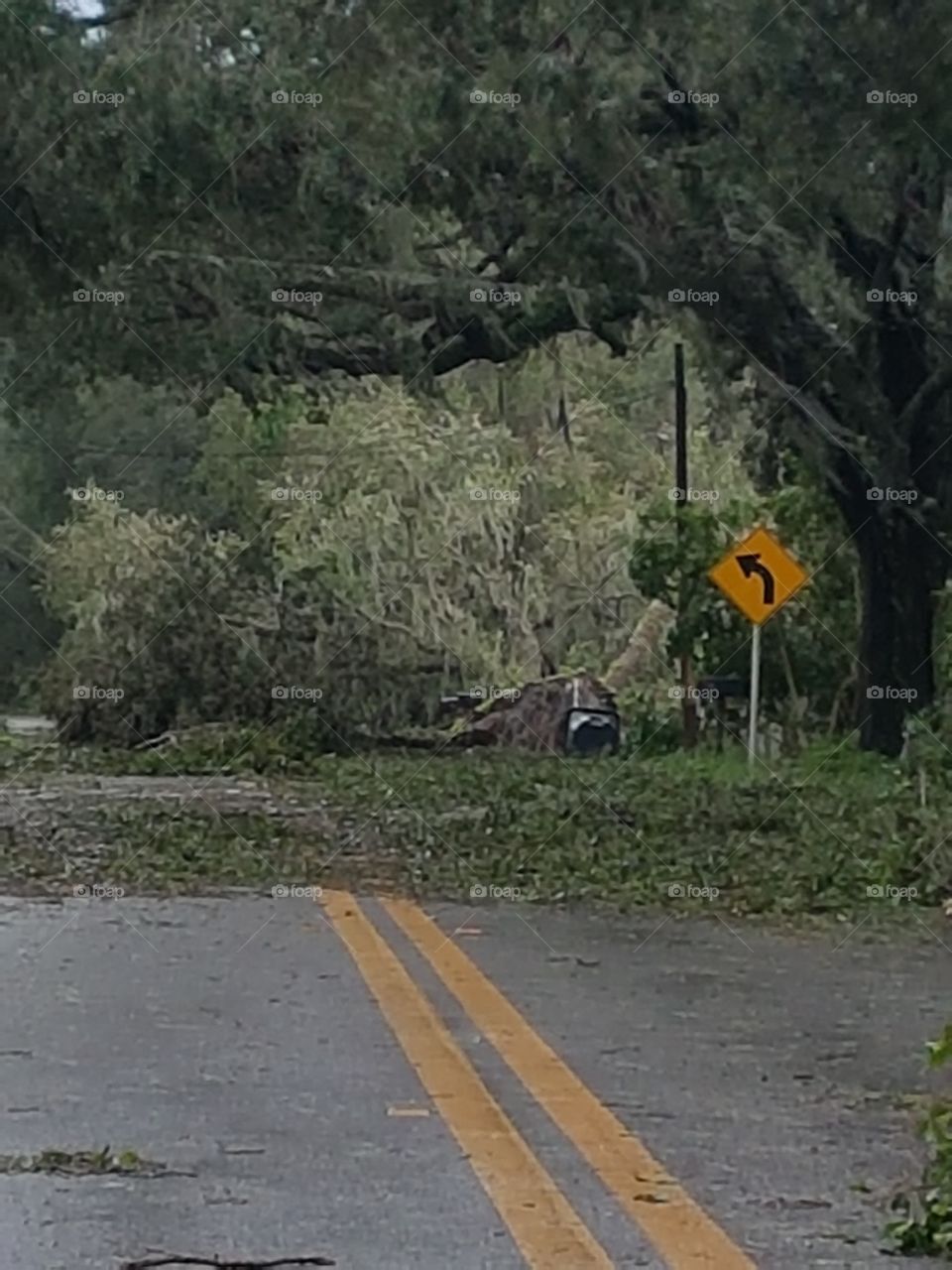 Fallen tree in the roadway after storm