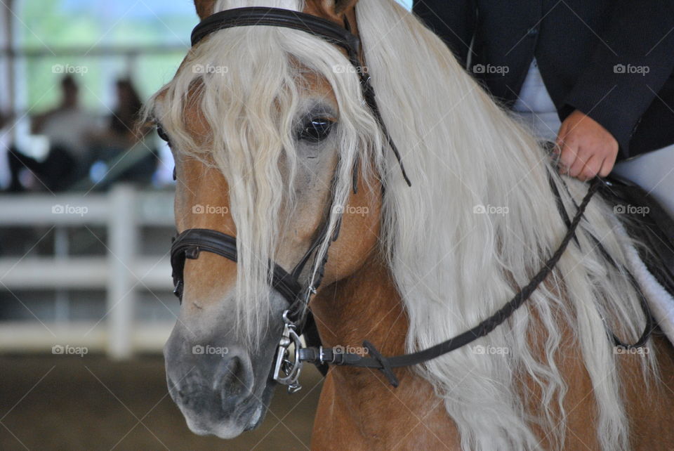 Halflinger horse. 
At a horse show 