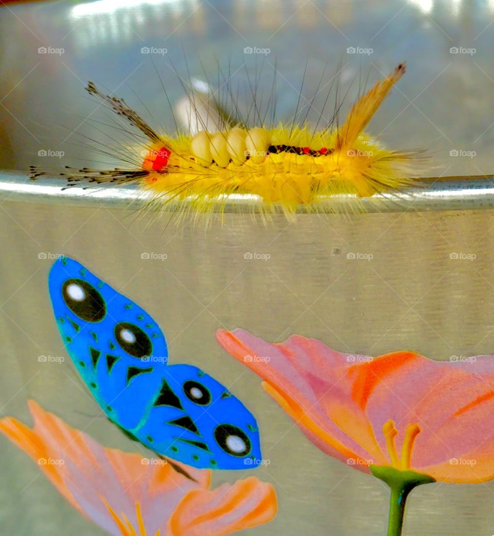 Yellow fluffy and black Bright caterpillar on a metal silver  bucket with painted flowers and butterfly 