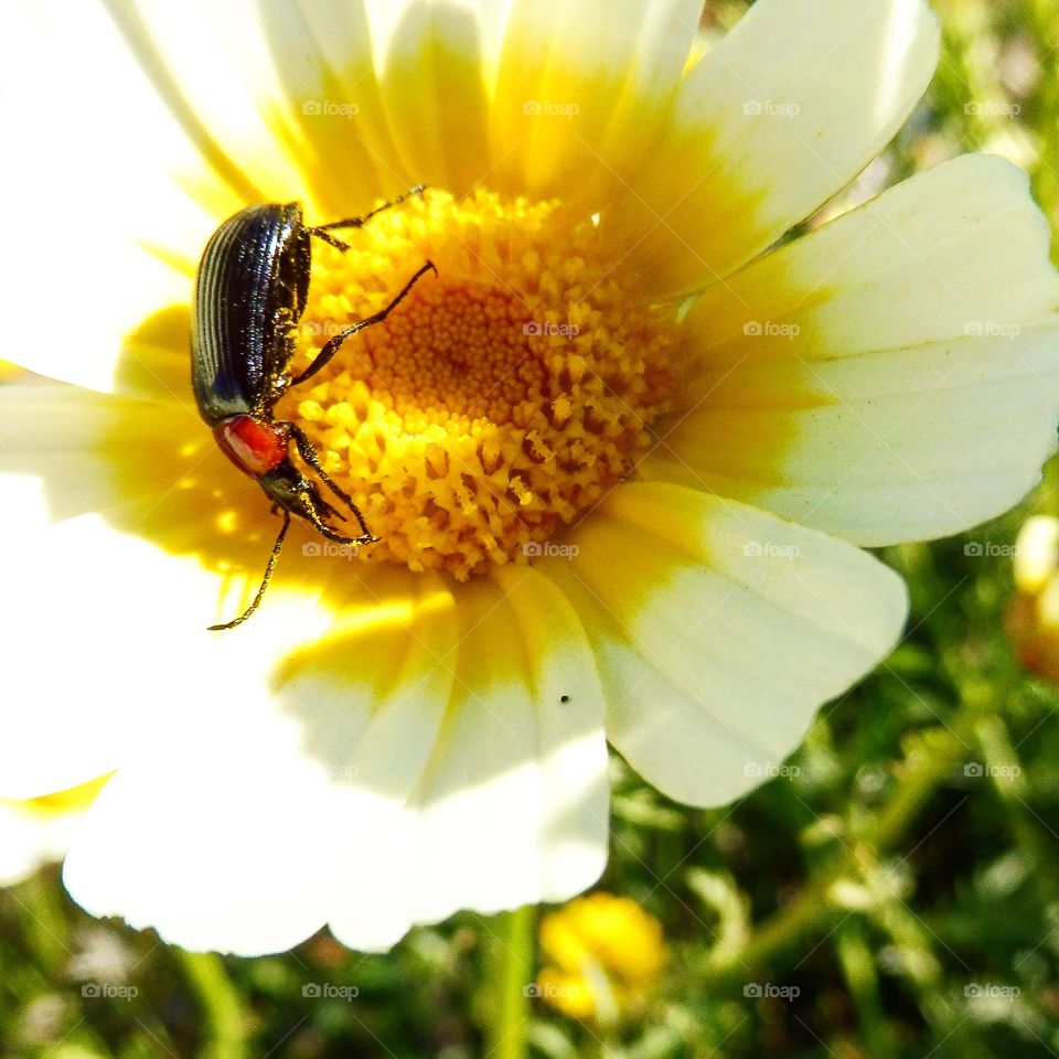 Lay down in a flower 