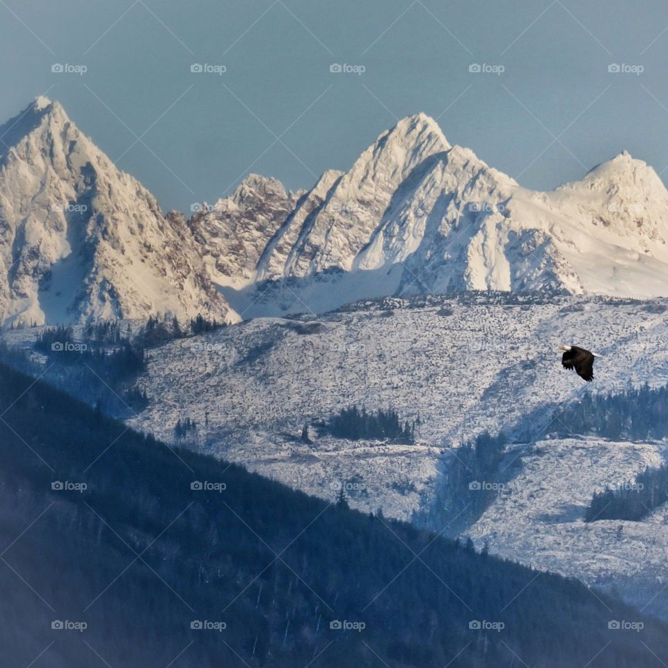 Eagle flying by snow covered mountains