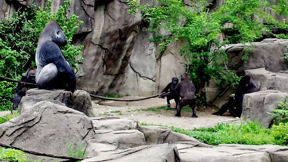 Gorilla Family