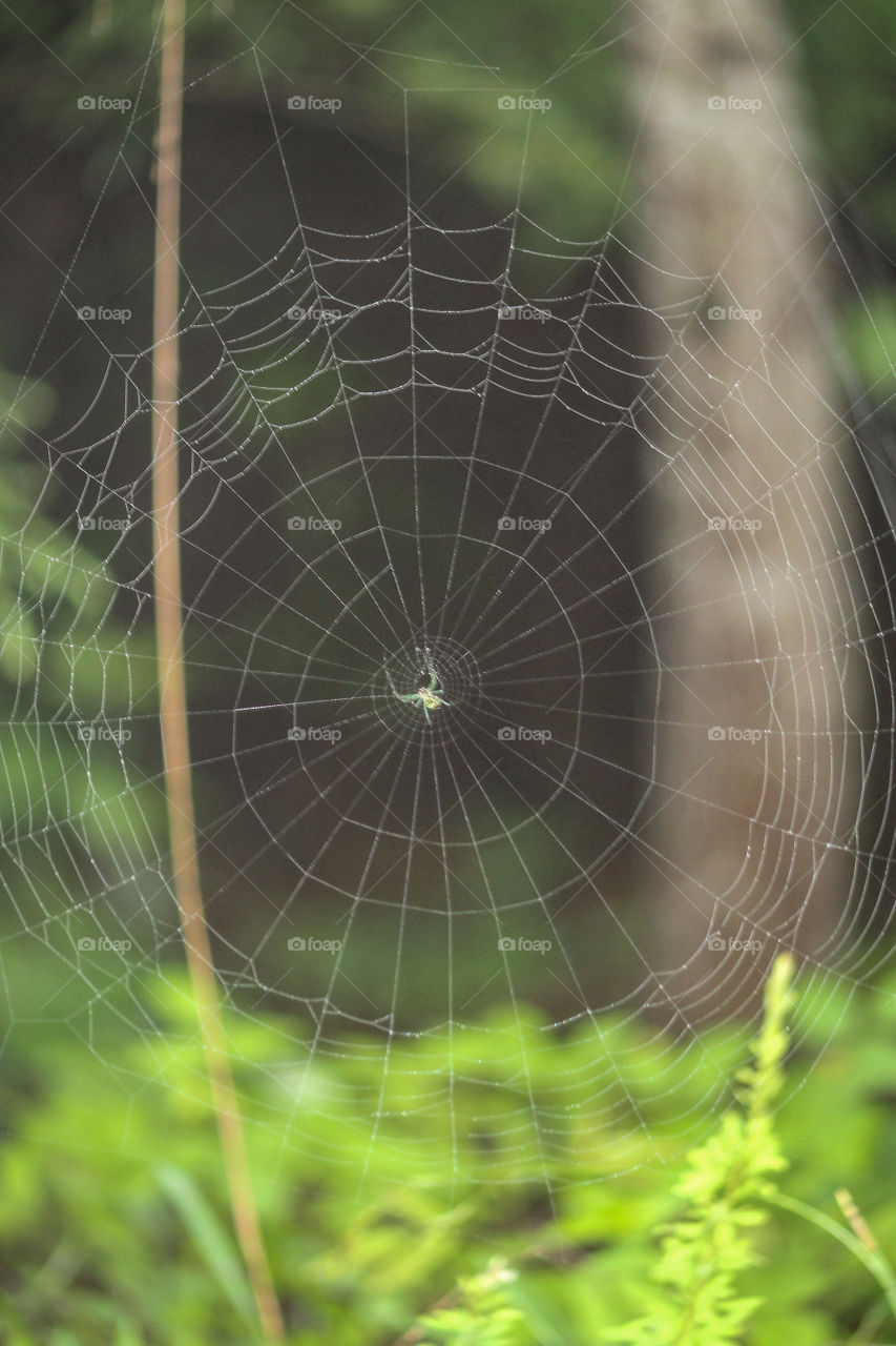 Perfect dewy spider web