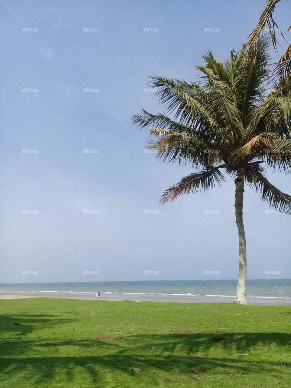 nice my favorite coconut tree