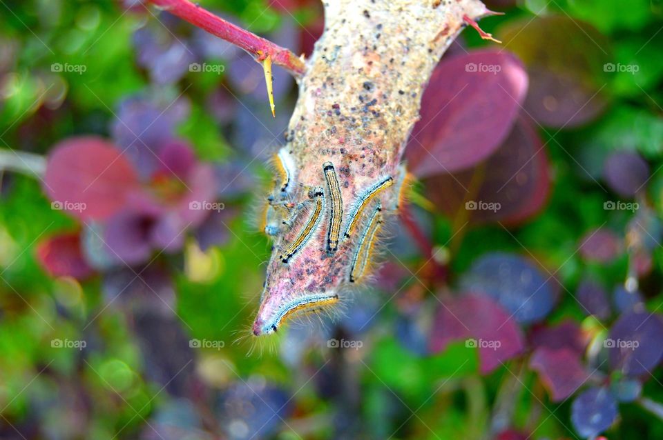 Caterpillars. Caterpillars waiting for be butterfly in the nature