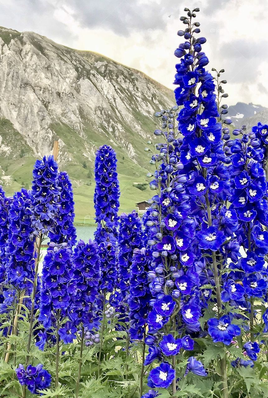Stems of delphiniums