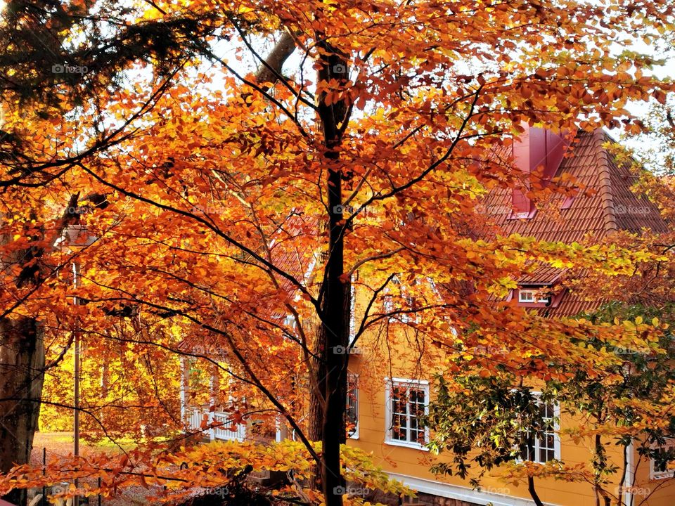 Autumn colors and yellow house