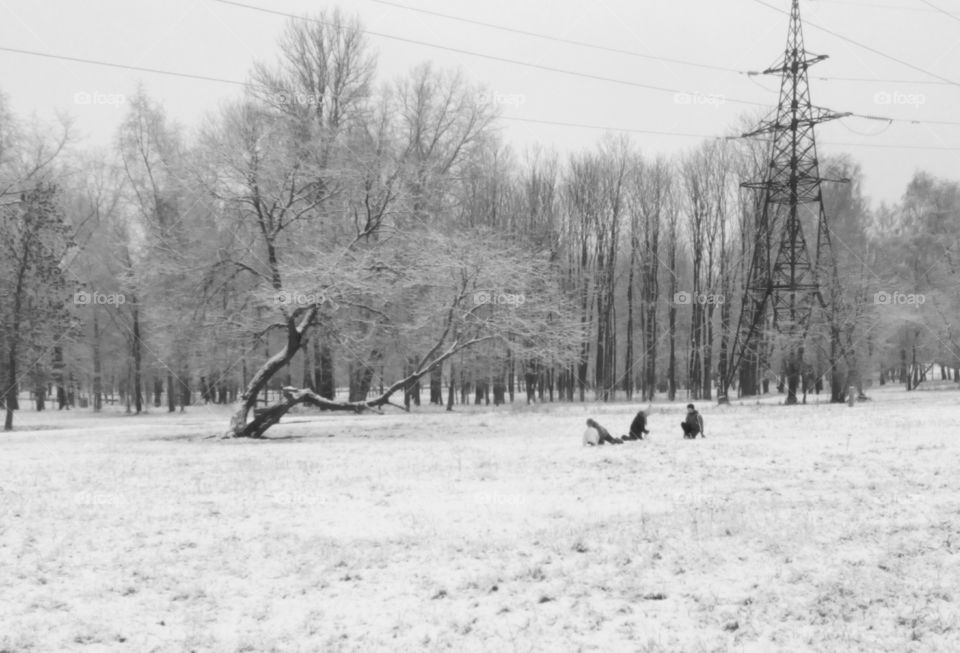 Winter, People, Tree, Snow, Group