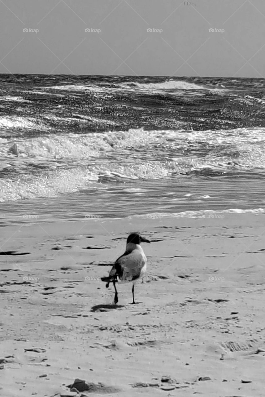 bird at beach