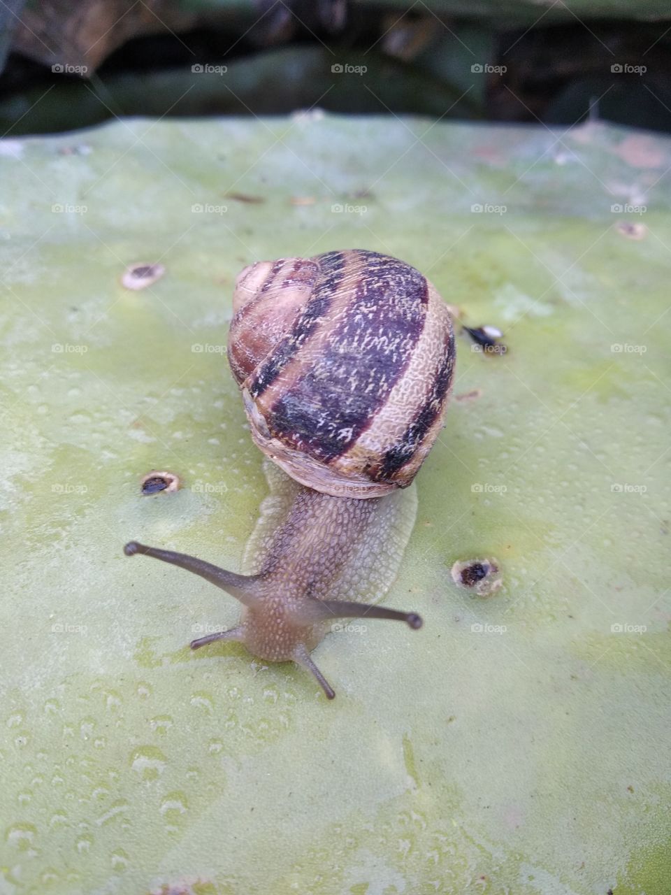 Snail