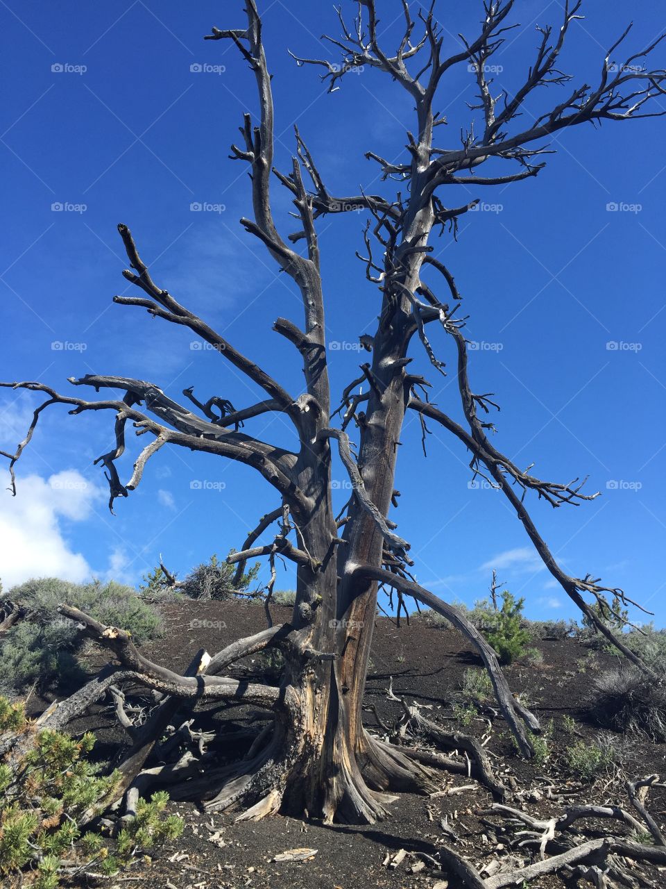 Tree in the lava field 