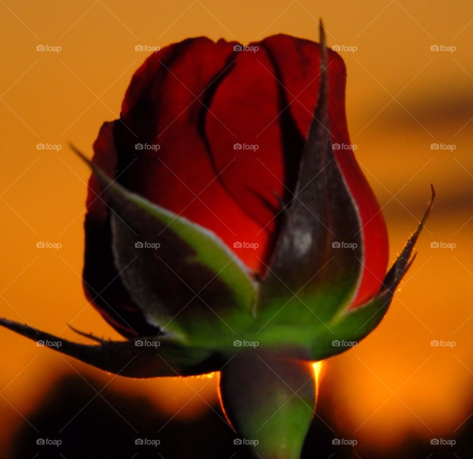 Sun sets on red rose