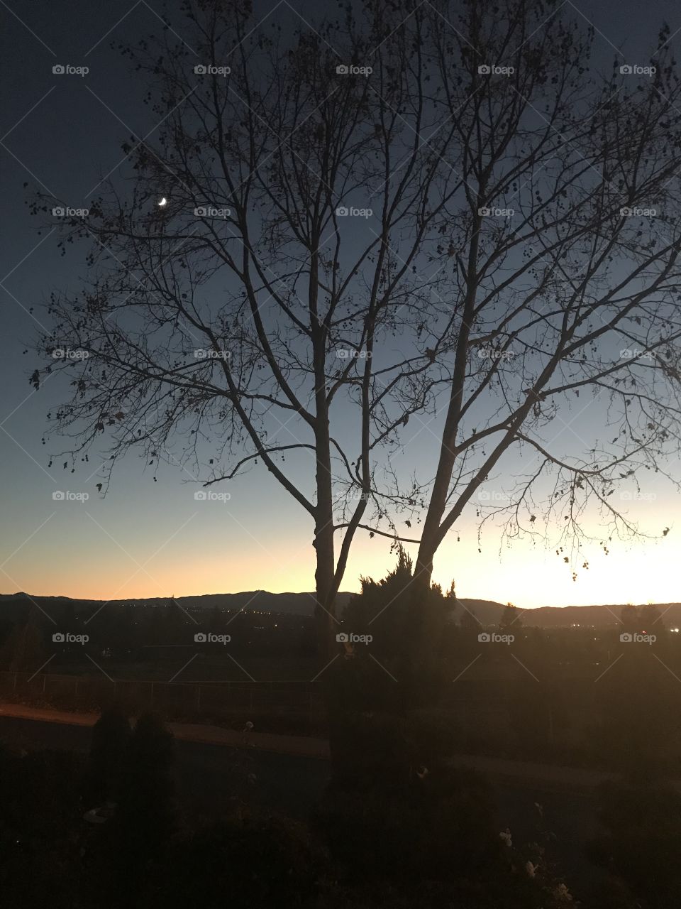 Planets between tree branches 