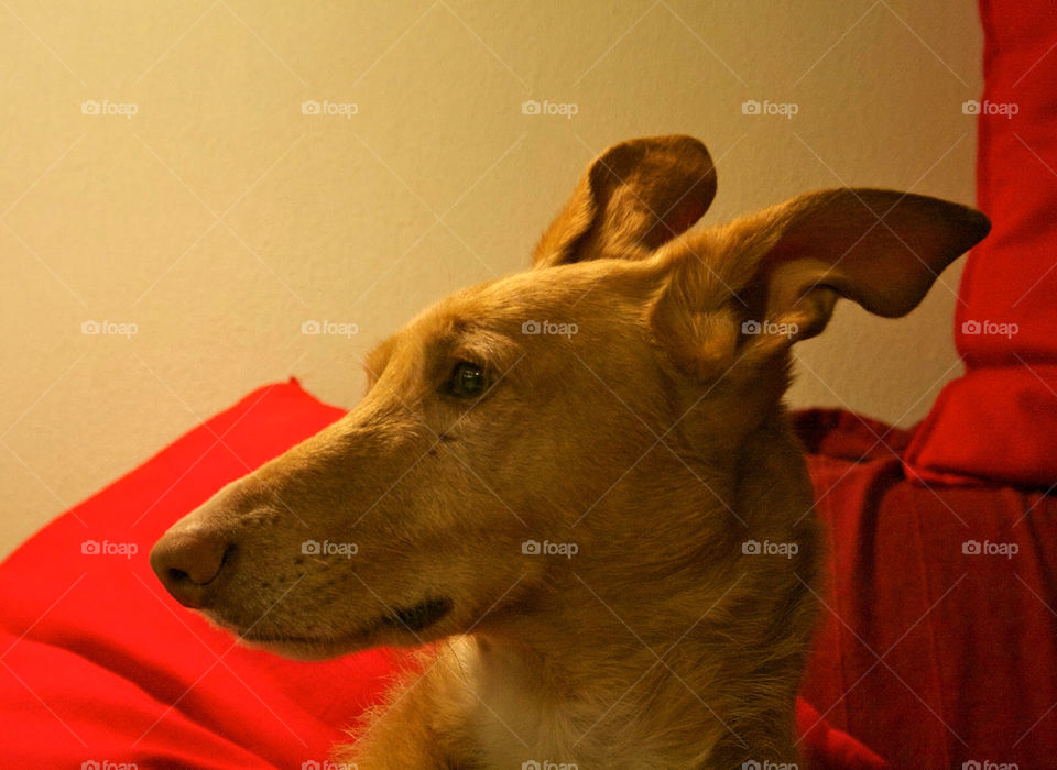 Big podenco ears