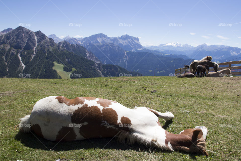 Horse lying down in grass