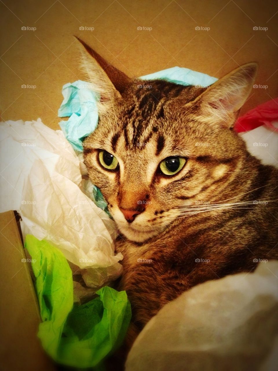 Tissue cat
