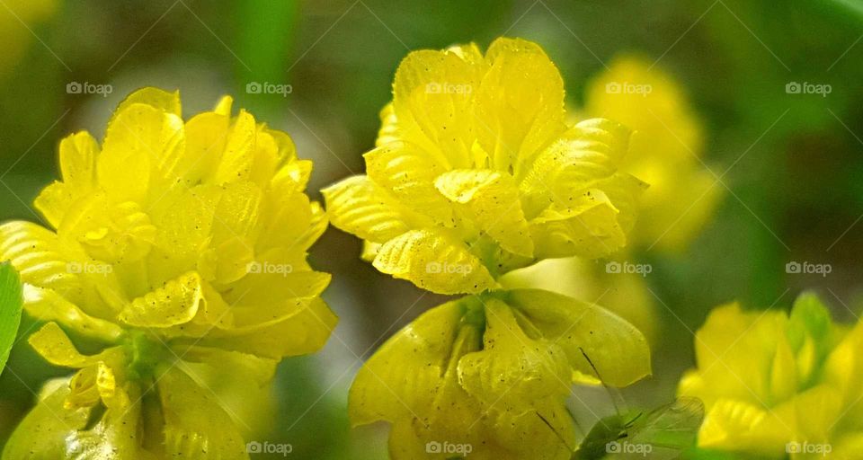 Close-up of yellow flowers