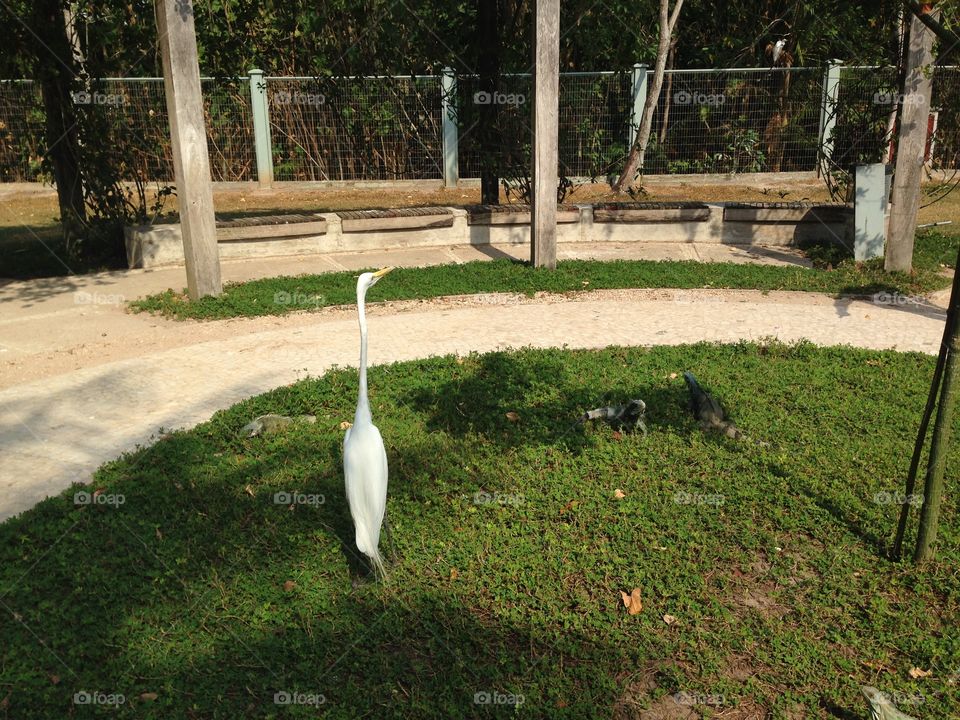 Crane in park