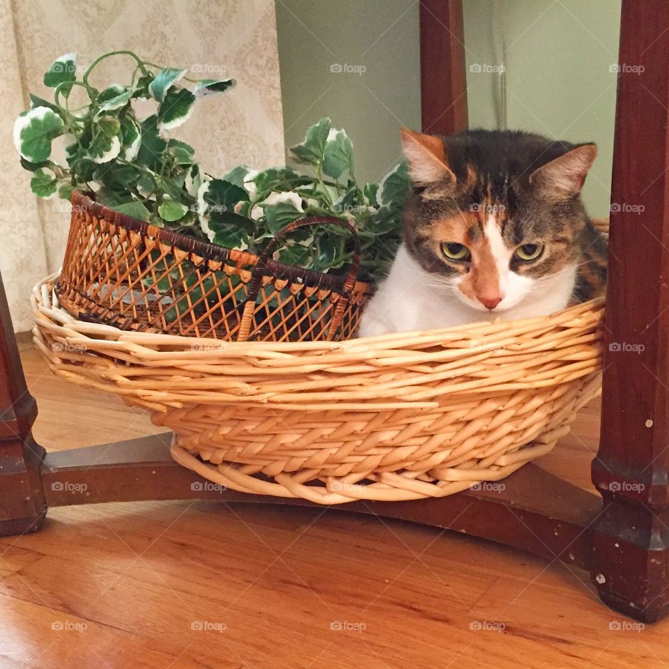 Cat in basket . My cat jus being a cat.  