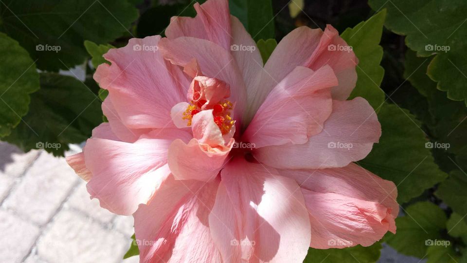High angle view of pink hibiscus