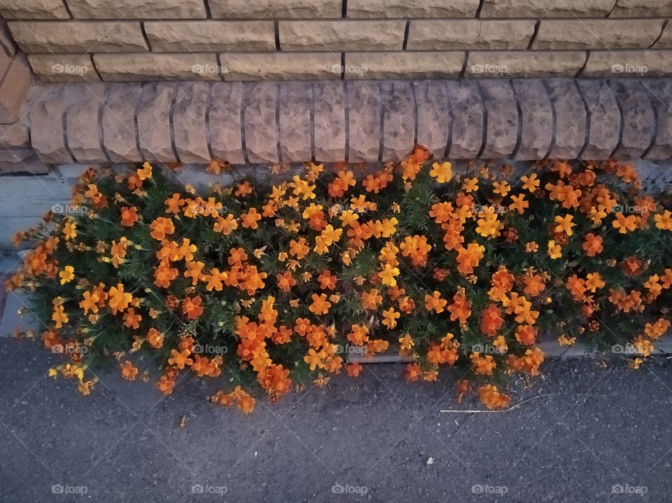 Flower fence