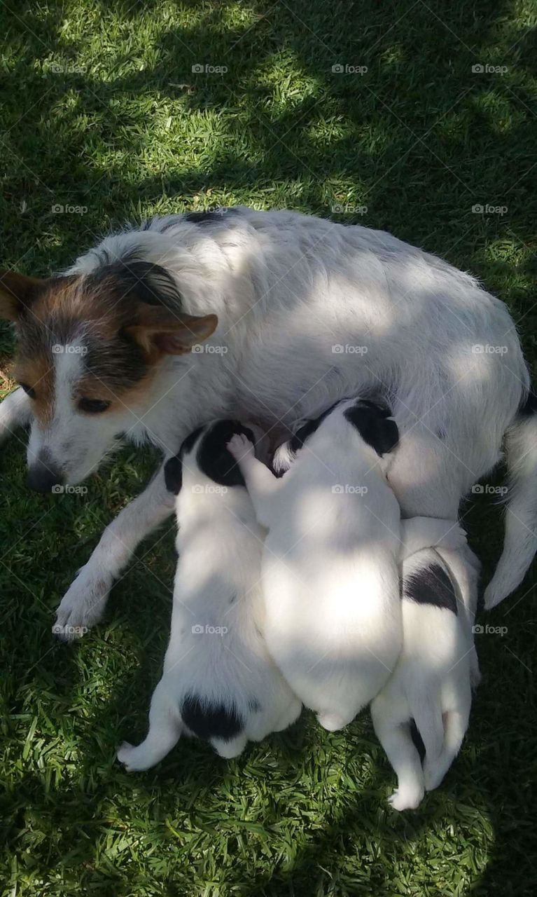 A mother feeding her babies