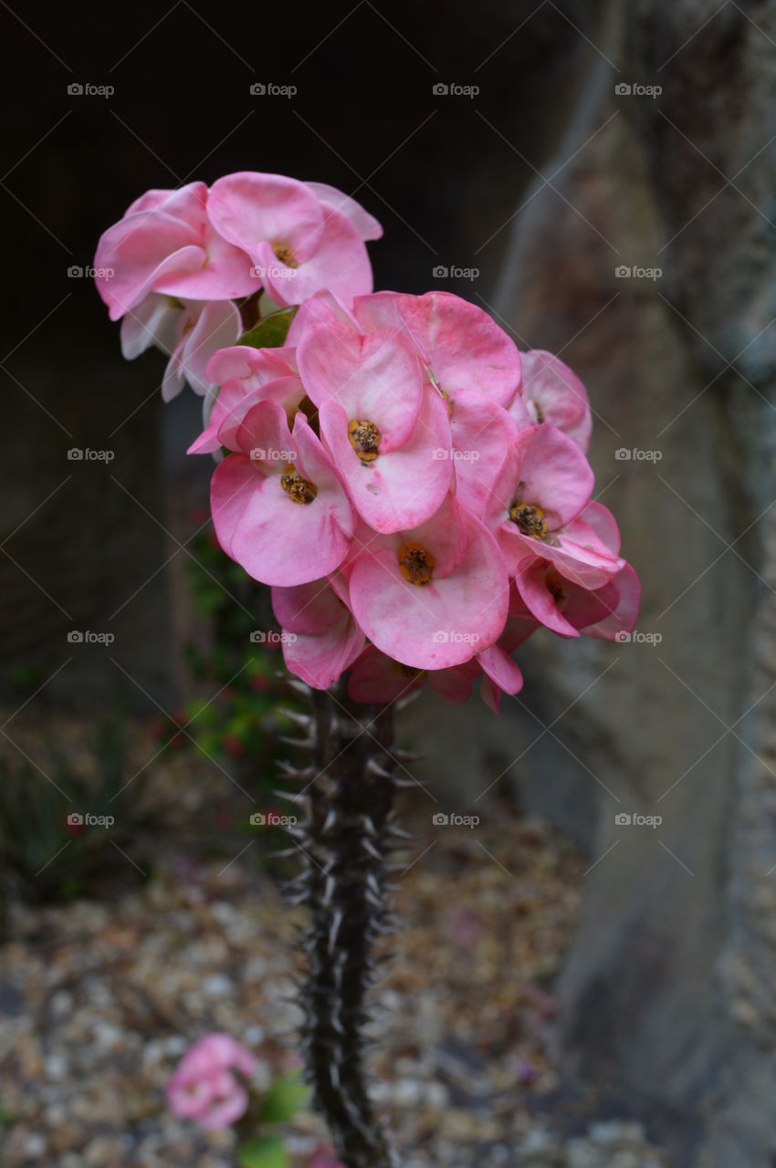 Pink Thorny Flower