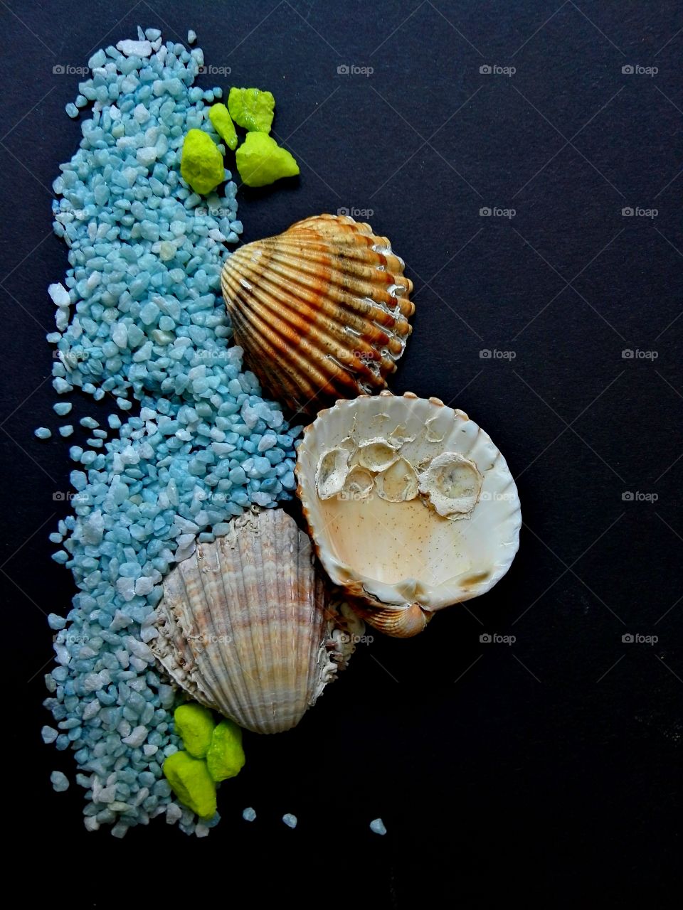 sea shells
