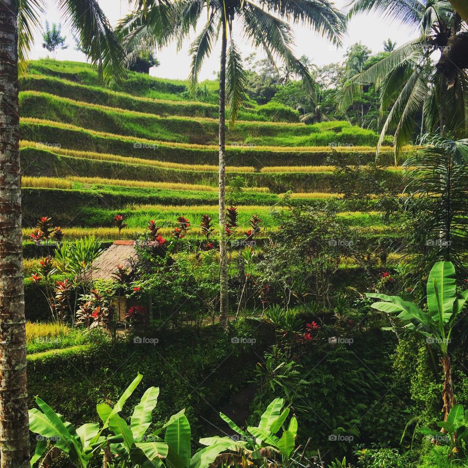 Ubud rice terraces . Another day travelling 