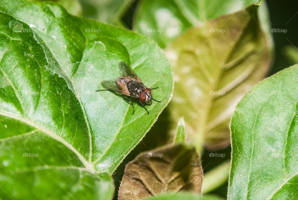 beautiful macro shot 